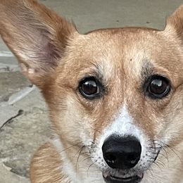 Pembroke Welsh Corgis from R & T Farms