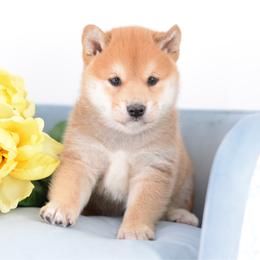 Boy 1 - Red male Shiba Inu puppy in Neosho, Missouri from Sunny Terrace Shibas