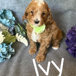 Cavapoo Puppies from AZ Cavapoos