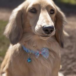 Rocky - Cream male Dachshund puppy in Mesa, Arizona from Dach Army LLC