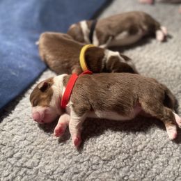 Australian Shepherd Puppies from Aussome Aussies