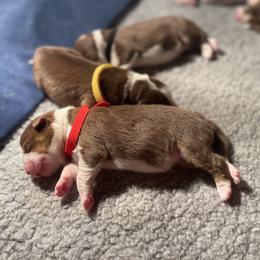 Australian Shepherd Puppies from Aussome Aussies
