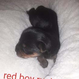 Yorkshire Terrier Puppies from Yorkie Prints