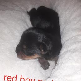 Yorkshire Terrier Puppies from Yorkie Prints