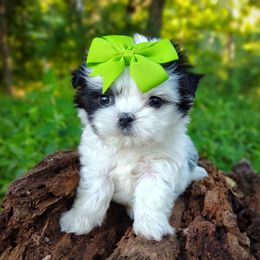 Companion Cross, Havanese, Mal-Shi, Maltese, Maltipoo, Morkie, and Shih Tzu Puppies from Seeking Shalom Acres Maltese, Maltipoos & Havamalts