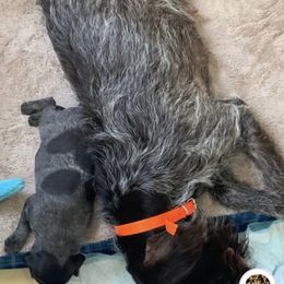 American Bully, German Shorthaired Pointer, and German Wirehaired Pointer All Grown Up from Shoreline Pointers