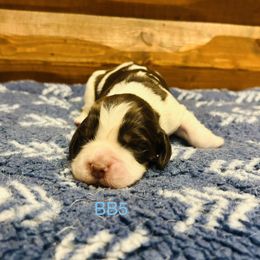 BB5 - Liver white and tan male English Springer Spaniel puppy in Britton, South Dakota from K&S Canines
