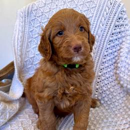 Clover - Red  male Goldendoodle puppy in Stockton, California from Port City Doodles