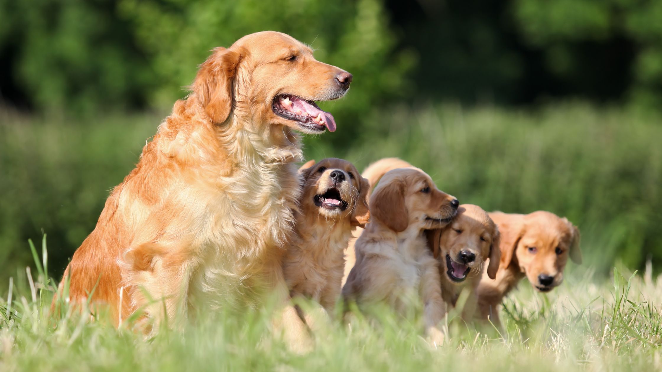 Rocky desert goldens and sales cavaliers