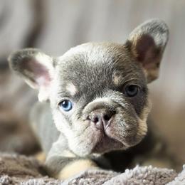 Rocky - Tricolors male French Bulldog puppy in Burleson, Texas from Diamond Deluxx Frenchies
