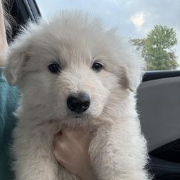Titan - White male German Shepherd puppy in Bexar County, Texas from Scenic Creek German Shepherds and White Swiss Shepherds