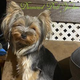 Merylla - Yorkshire Terrier