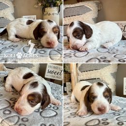 Briar - Piebald female Dachshund puppy in Kemp, Texas from Koli Acres