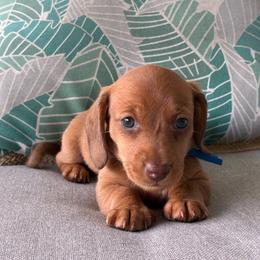 CKC Holden - Red male Dachshund puppy in Cape Coral, Florida from Duker’s Dachshunds