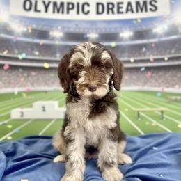 Oreo - Merle male Goldendoodle puppy in Tybee Island, Georgia from Castaway Doodles
