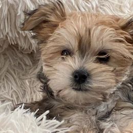 Maltese and Yorkshire Terriers from Little Dog Farm