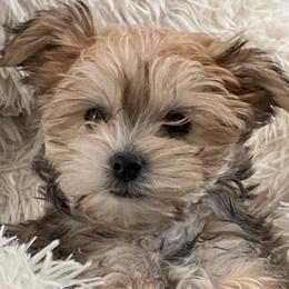 Maltese and Yorkshire Terriers from Little Dog Farm