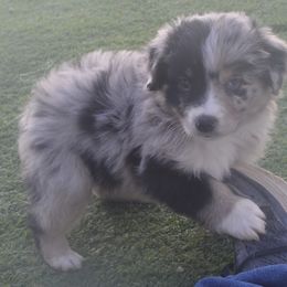 Miniature Australian Shepherd Puppies from Battleborn Aussies and Bengals