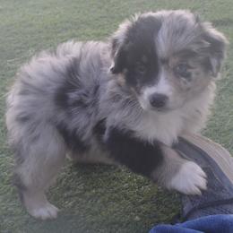Miniature Australian Shepherd Puppies from Battleborn Aussies and Bengals