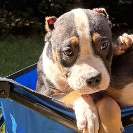 Sunny - Black tri-color female American Bully puppy in Tallahassee, Florida from Alpha Street Bully Kennels