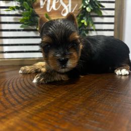 Boy 4 - Black and tan male Yorkshire Terrier puppy in Cornelia, Georgia from Kruz Kennels