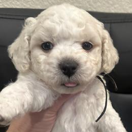 Boy 5 - White male Bichon Frise puppy in Pahrump, Nevada from Calvada's Bichons