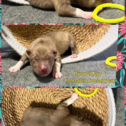 Brook - Red and white female Siberian Husky puppy in Canton, Ohio from Bleu Skies Siberian Huskies