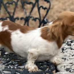 Dachshunds from Honeycombhomeminipuppies