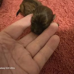 Little red - Red sable female Havanese puppy in Melba, Idaho from Lawson Havanese