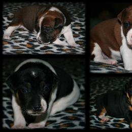 Rat Terrier Puppies from Skippin CJ Standard Rat Terriers