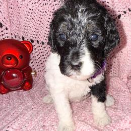 Sweetheart - Parti female Poodle puppy in League City, Texas from Chauffeured Poodles