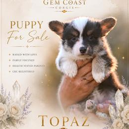 Topaz - Black and tan female American Corgi puppy in Mariposa, California from Gem Coast Corgis