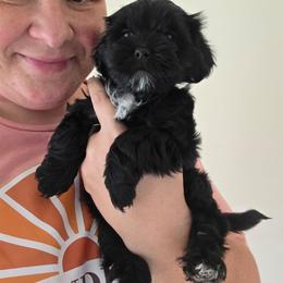 Baby boy blue - Black and white male Shorkie puppy in Chipley, Florida from Relentless Homestead