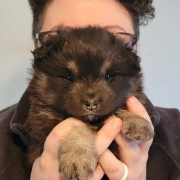 Finnish Lapphund Puppies from Tulikettu Kennel