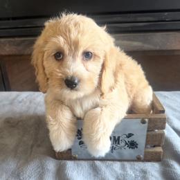 Algeria - Cream female Cockapoo puppy in Connersville, Indiana from MoonShine Babies
