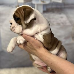 Bulldog Puppies from Sweet Rolls