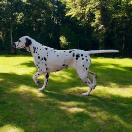 Cherry - Dalmatian
