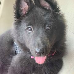Belgian Sheepdog Puppies from Blue Moon Belgian Sheepdogs