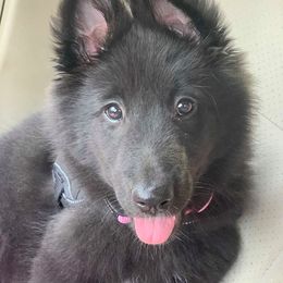 Belgian Sheepdog Puppies from Blue Moon Belgian Sheepdogs