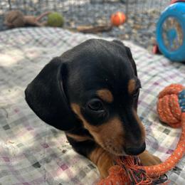 Kip - Black and tan male Dachshund puppy in Tahlequah, Oklahoma from Love Some Dogs Dachshunds & Cavalier King Charles Spaniels,Cavapoos