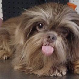 NOVA - Shih Tzu