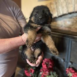 Green collar boy - Black and red male German Shepherd puppy in Gunter, Texas from Gunter Gables German Shepherds