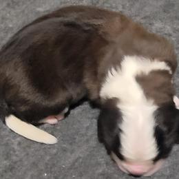 Abraham - Brown and white male Saint Bernard puppy in Lowpoint, Illinois from Minnie's Majestic Saints