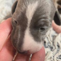 Italian Greyhound Puppies from Fisher Link
