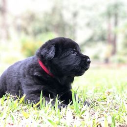 German Shepherd Puppies from Zwinger vom Schneider Wald