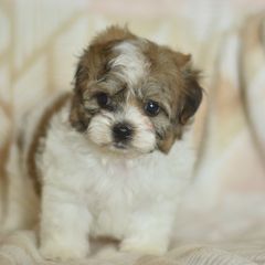 Dimitri - Brown and white male Shichon puppy in Delta, Colorado from PTK Ranch