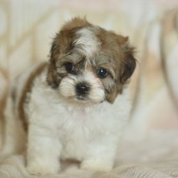 Dimitri - Brown and white male Shichon puppy in Delta, Colorado from PTK Ranch