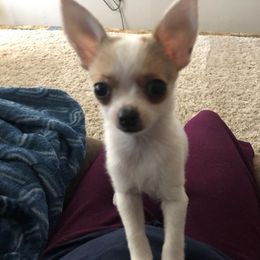 Chihuahua All Grown Up from Roodhaus Chihuahuas