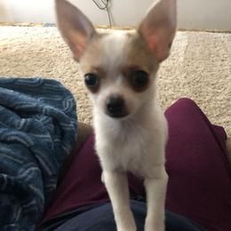 Chihuahua All Grown Up from Roodhaus Chihuahuas