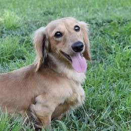 Buttercup - Dachshund